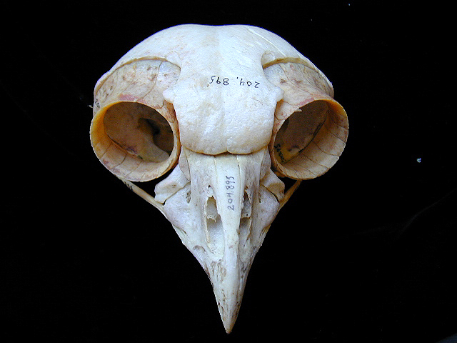 Craniata