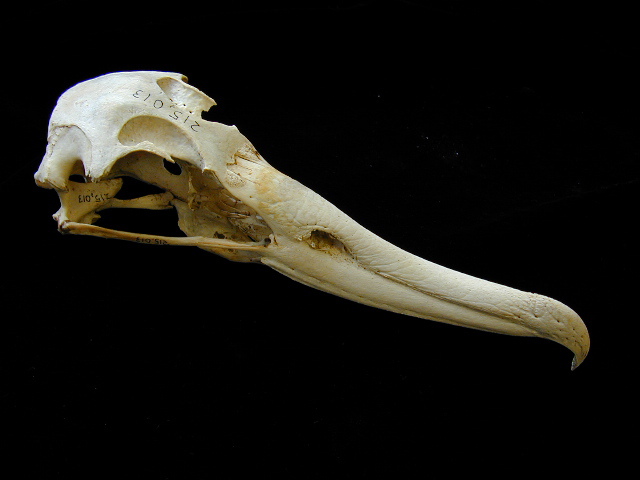 Craniata