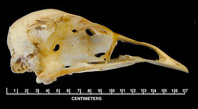 Craniata