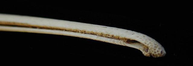 Apteryx australis