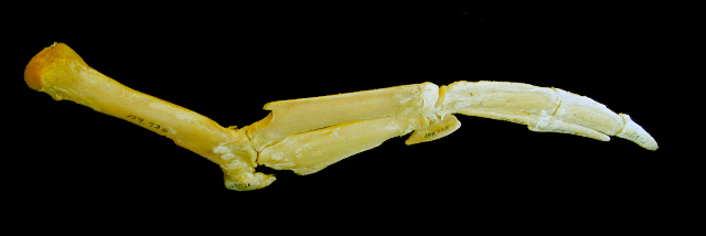 Deuterostomia