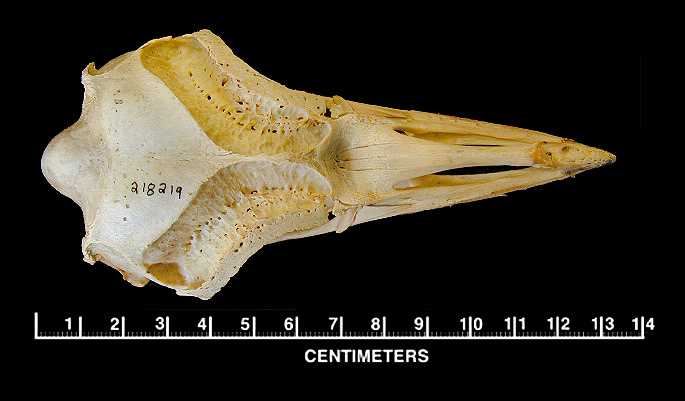 Craniata