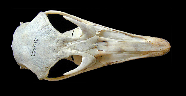 Craniata