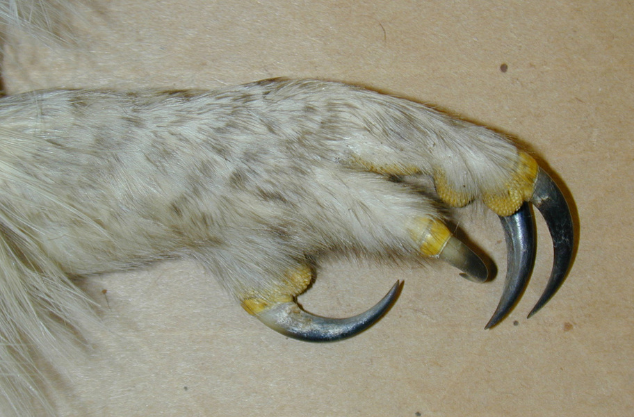 Sarcopterygii