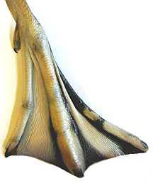 Vertebrata