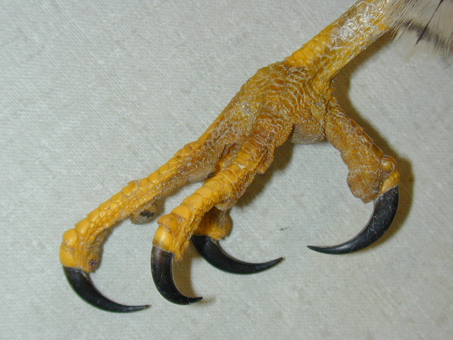 Sarcopterygii