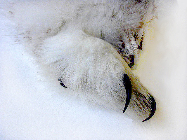 snowyowlfoot