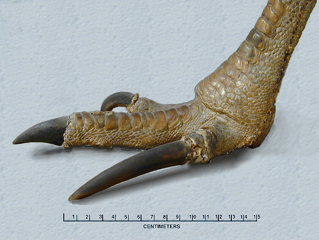 Vertebrata