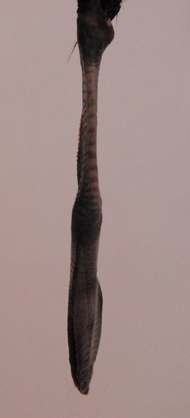 Vertebrata