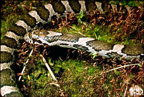 Lampropeltis triangulum