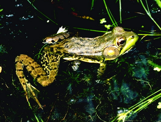 Lissamphibia