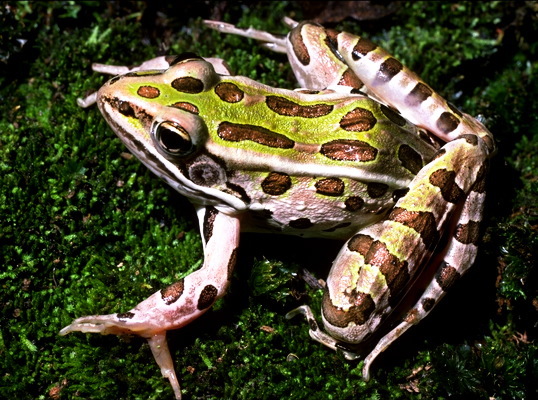 Lithobates pipiens