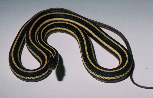 Thamnophis sauritus