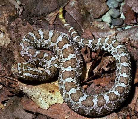 Sistrurus catenatus