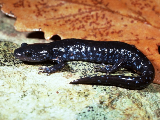 Ambystoma