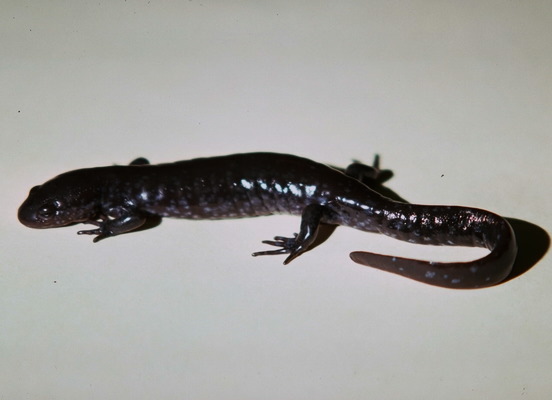 Lissamphibia