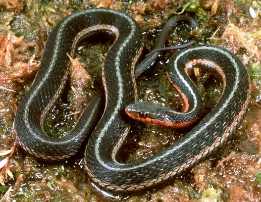 Deuterostomia