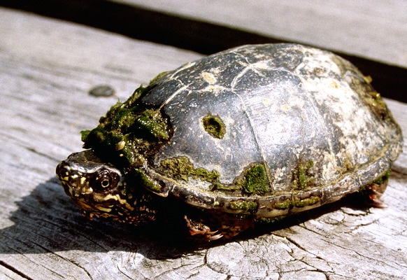 Sternotherus odoratus