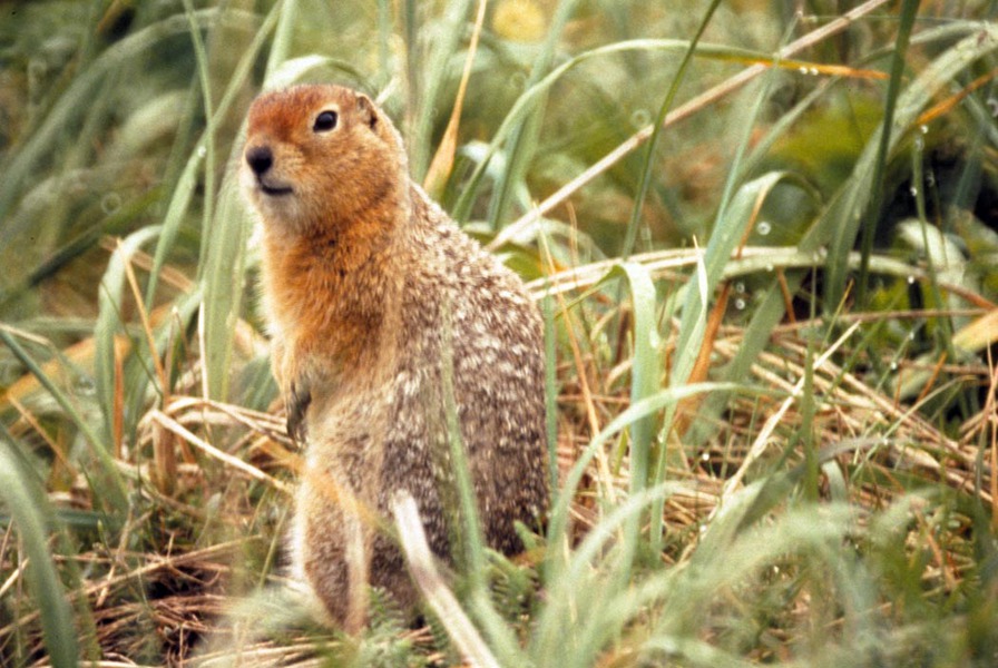 Spermophilus parryii