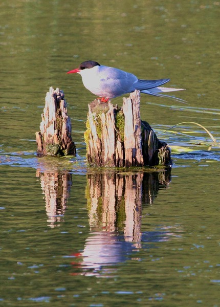 arctictern2