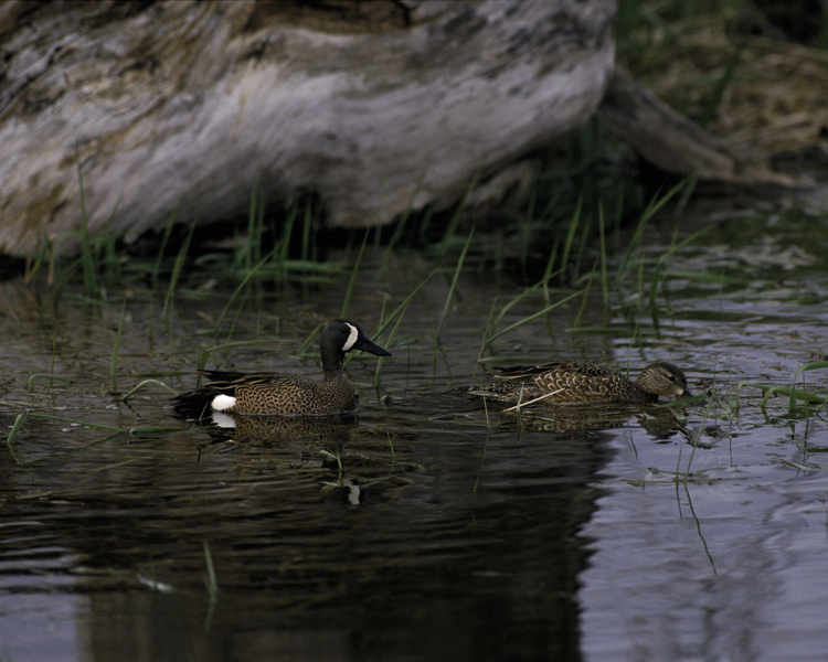 bluewingedteal