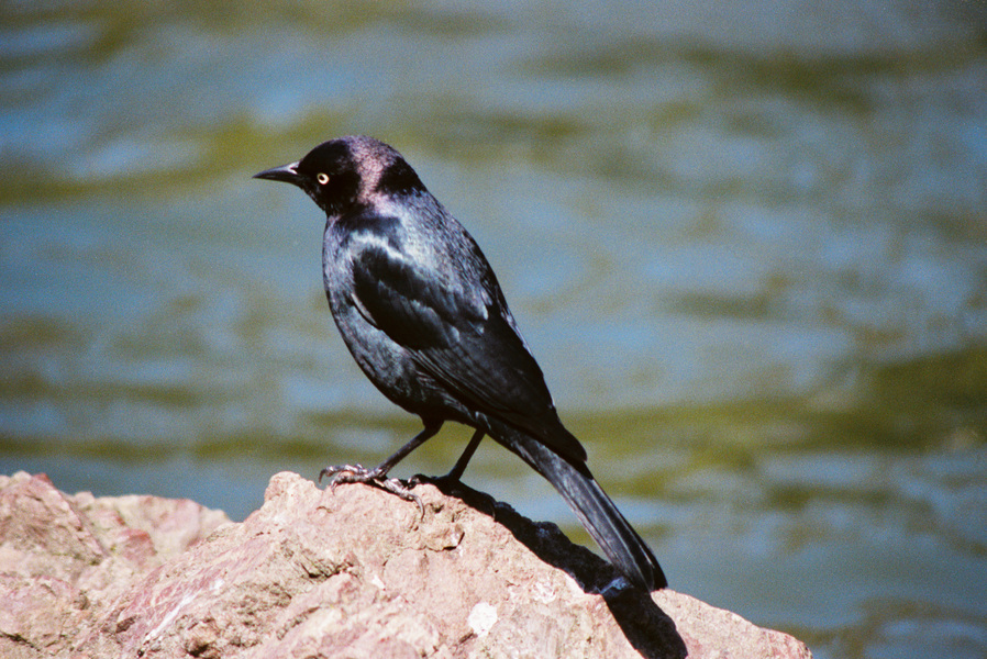 Icteridae