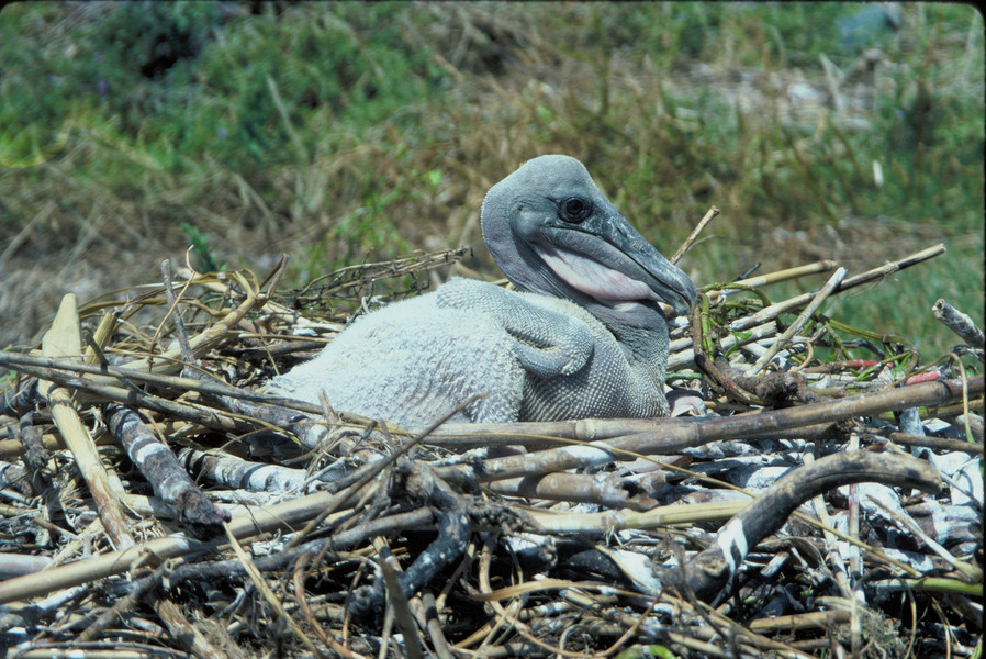 brown_pelican_nestling