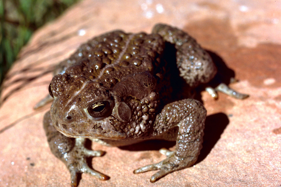 Lissamphibia