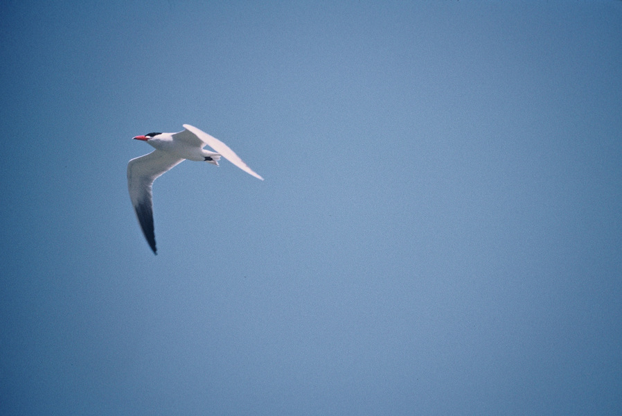 caspiantern