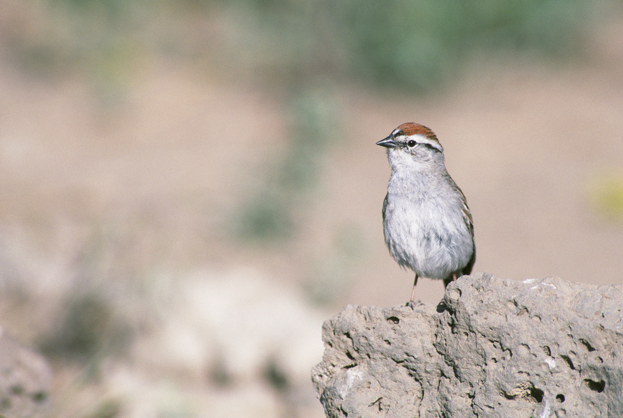 Spizella passerina