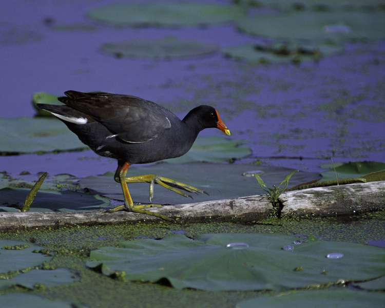 commonmoorhen