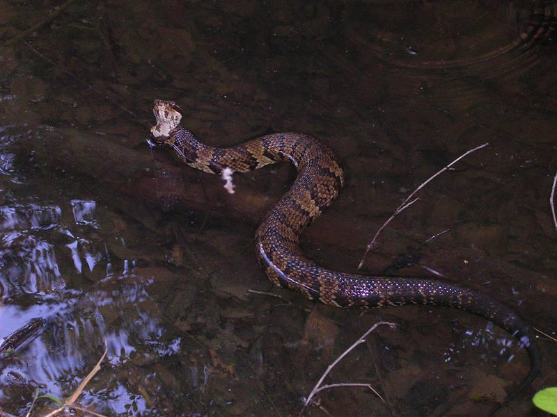 cottonmouth3