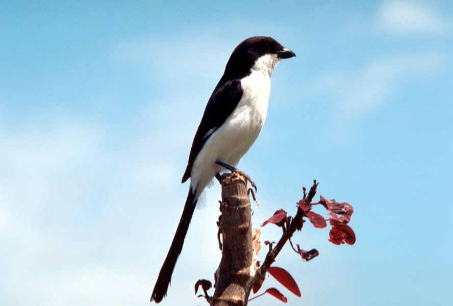 Passeriformes