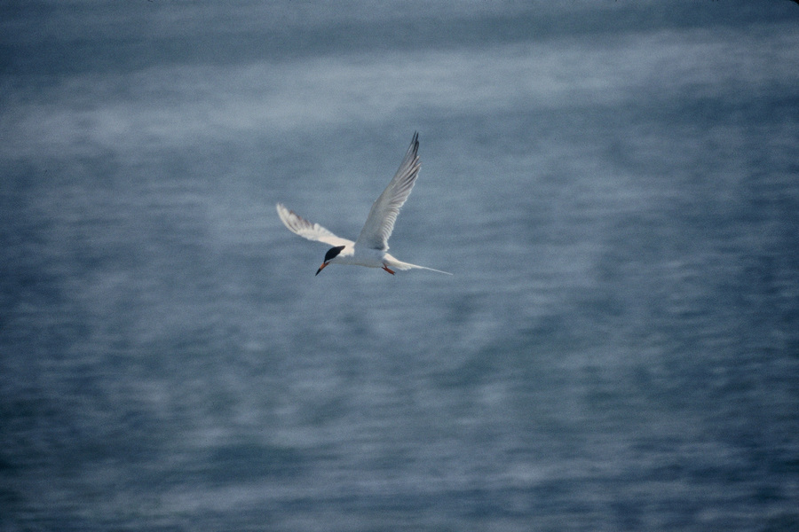 Charadriiformes