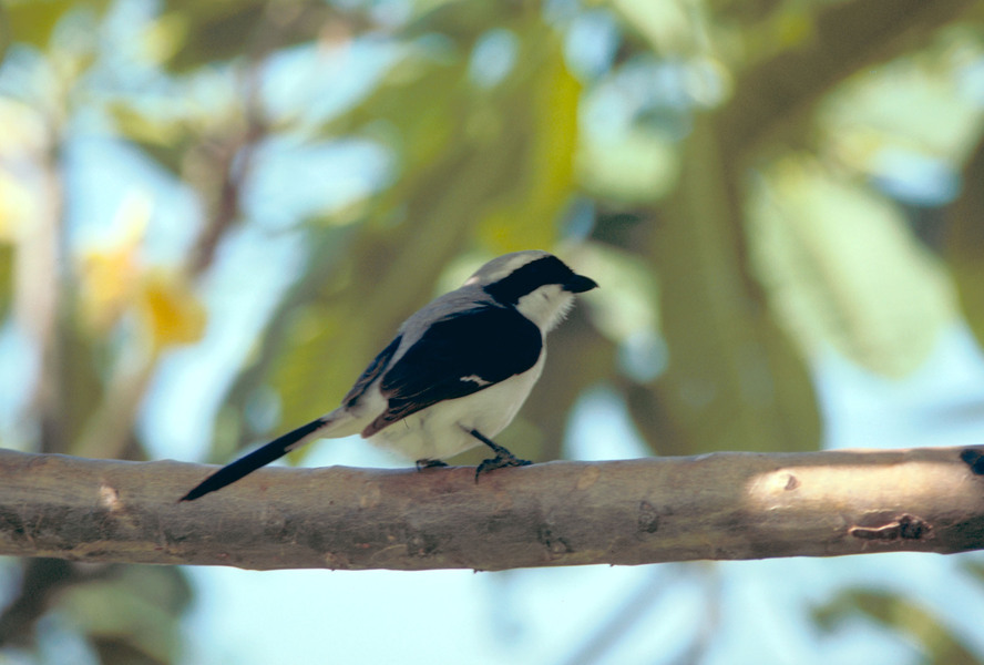 Passeriformes