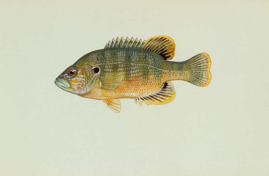 greensunfish