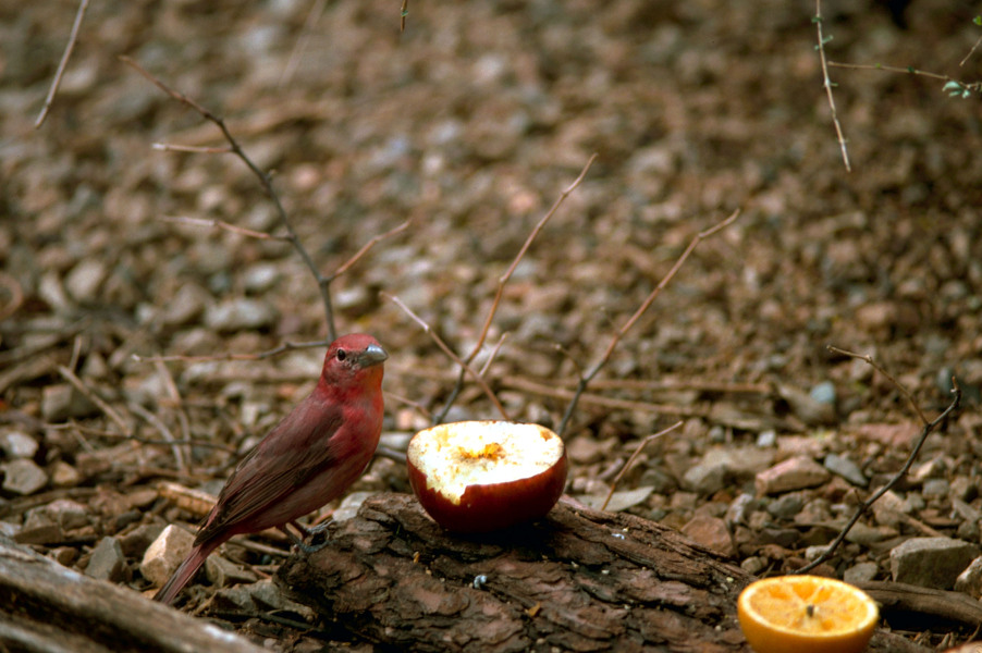 Passeriformes