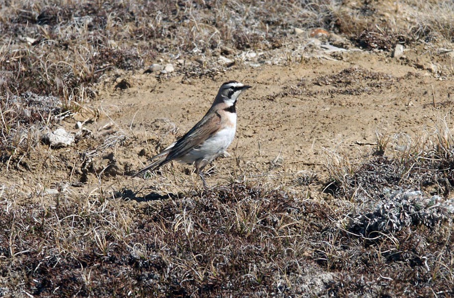 hornedlark