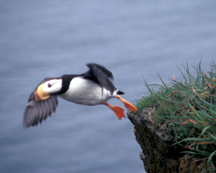 Charadriiformes