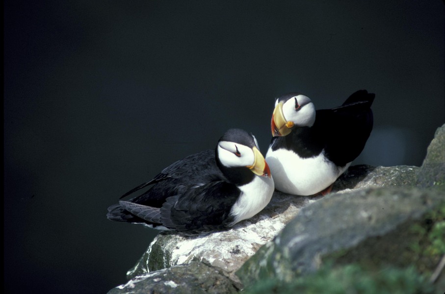 hornedpuffinpair