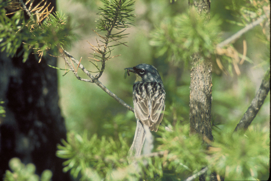 kirtlandswarbler