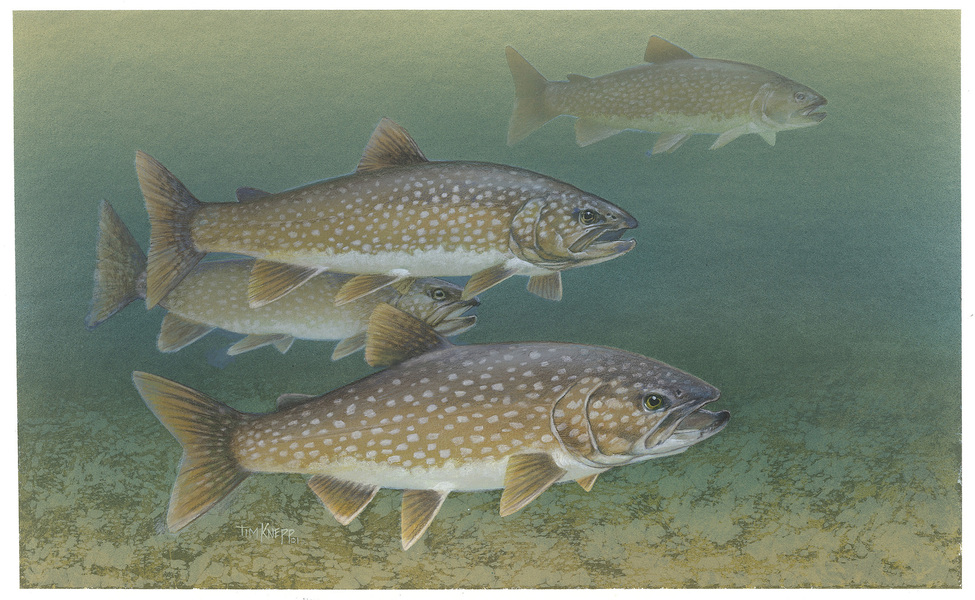 laketrout