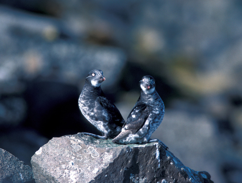 leastauklets