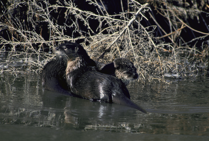 Lontra canadensis