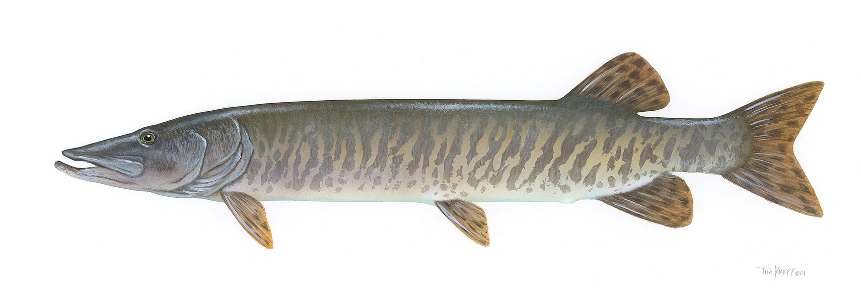 muskellunge