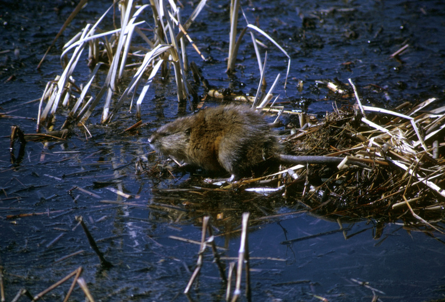 muskrat2