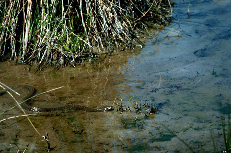 northernwatersnake