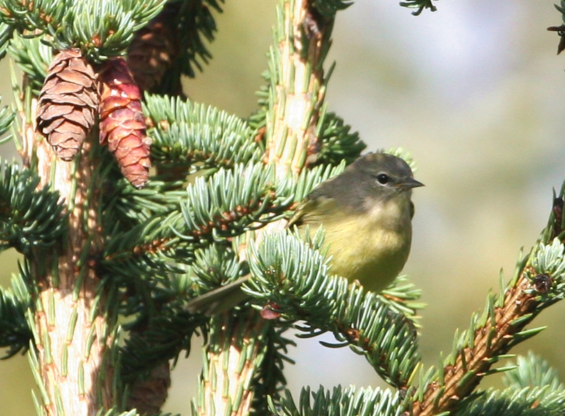 orangecrownedwarbler