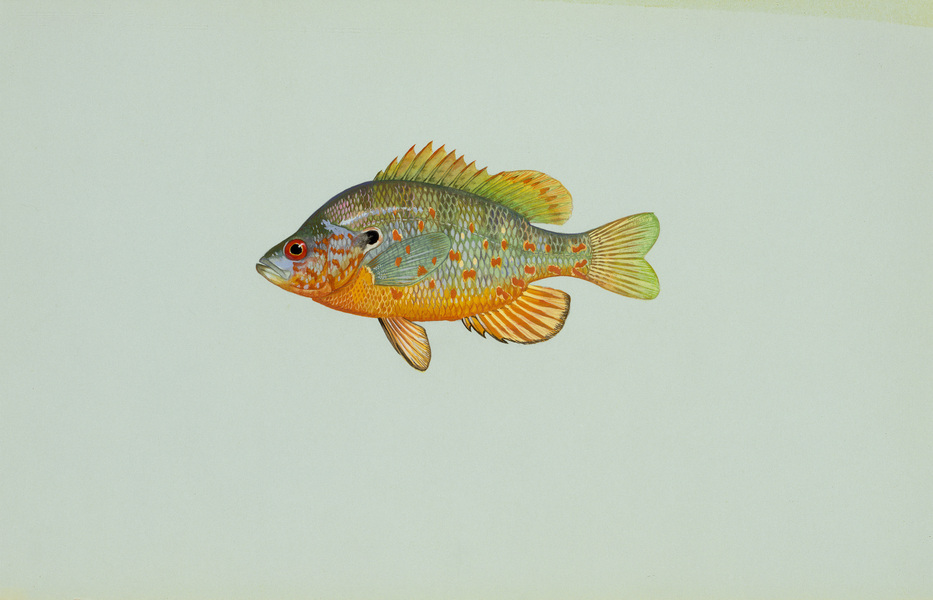 orangespottedsunfish