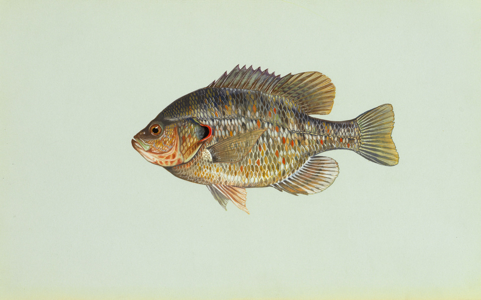 Lepomis microlophus